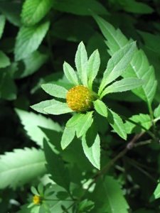 Bidens spp.